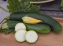 Squash F1 'Dunja'