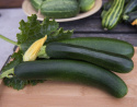Squash F1 'Dunja'