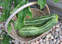 Squash 'Tapir'