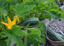 Squash 'Tapir'