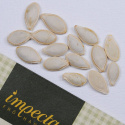 Squash 'Tapir'