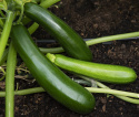 Squash F1 'Keesha'