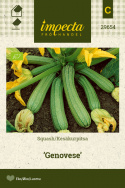 Squash 'Genovese'