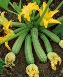 Squash 'Genovese'