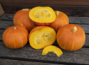 Giant Pumpkin F1 'Bright Summer'
