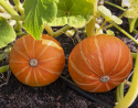 Giant Pumpkin F1 'Bright Summer'