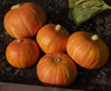 Giant Pumpkin F1 'Bright Summer'