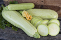 Squash 'Lungo bianco di Sicilia'