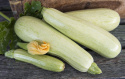 Squash 'Lungo bianco di Sicilia'