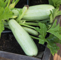 Squash 'Lungo bianco di Sicilia'