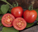 Cherrytomat 'Gardener's Delight'