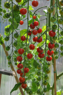 Cherrytomat F1 'Cherrola'