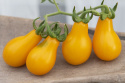 Pæretomat 'Yellow Pearshaped'