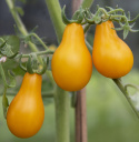 Pæretomat 'Yellow Pearshaped'