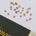 Blommetomat 'Cuor di bue'