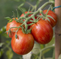 Tomat 'Tigerella'