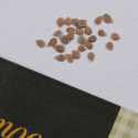 Tomat 'Tigerella'