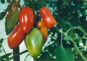 Blommetomat F1 'Supermarzano'