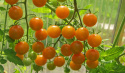 Cherrytomat F1 'Sungold'