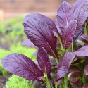 Sareptasennep 'Bloody Mary'