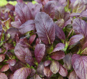 Sareptasennep 'Bloody Mary'