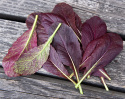 Sareptasennep 'Bloody Mary'