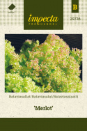 Bataviasalat 'Merlot'