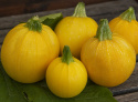 Squash F1 'Midas'