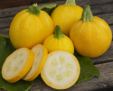 Squash F1 'Midas'