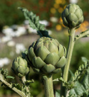 Artiskok 'Green Globe'