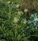 Artiskok 'Green Globe'