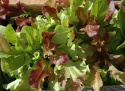 Minipluksalat Baby Leaf mix