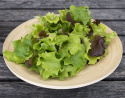 Minipluksalat Baby Leaf mix