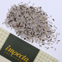 Minipluksalat Baby Leaf mix