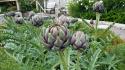 Artiskok 'Violet de Provence'