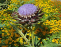 Artiskok 'Violet de Provence'
