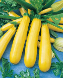 Squash F1 'Atena Polka'