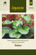 Malabarspinat 'Rubra'