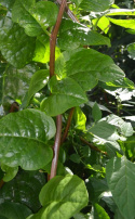Malabarspinat 'Rubra'