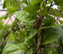 Malabarspinat 'Rubra'