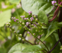 Malabarspinat 'Rubra'