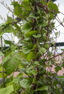 Malabarspinat 'Rubra'