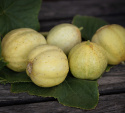 Agurk 'Lemon'