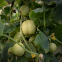 Agurk 'Lemon'