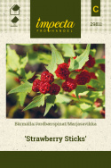 Jordbærspinat 'Strawberry Sticks'