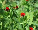 Aspargesært 'Winged Bean'