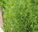 Linser 'Green'