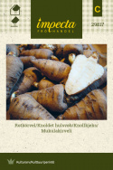 Kørvelrod