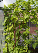Lang bønne 'Metro Purple Pod'
