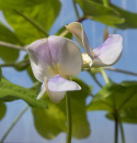 Lang bønne 'Metro Purple Pod'